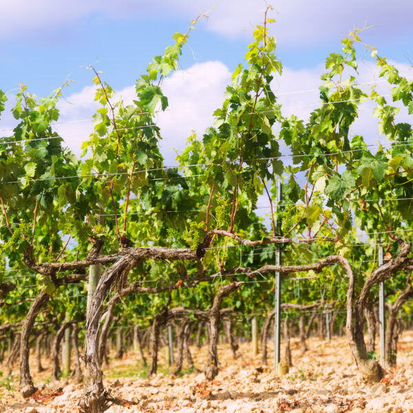 Vineyards near Haro. La Rioja